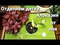 КАК ОТДЕЛИТЬ ДЕТКУ АЛОКАЗИИ / ВСЕ НЬАНСЫ И ТОНКОСТИ