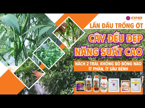 Video Lần Đầu Trồng #Ớt, Cây Đều Đẹp, Năng Suất Cao, Nách 2... - youtube