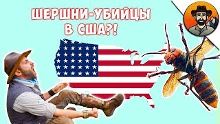 ШЕРШНИ-УБИЙЦЫ В США / АЗИАТСКИЕ ГИГАНТСКИЕ ШЕРШНИ / Койот Питерсон на русском