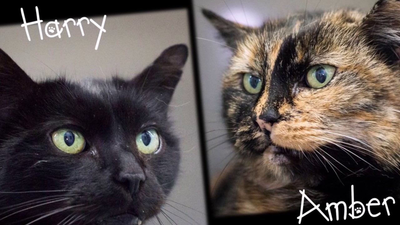 Cats Protection Derby Amber and Harry YouTube