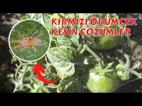 Video: Çin Cüce Hamsterının Bakımı Nasıl Yapılır: 12 Adım (Resimlerle)