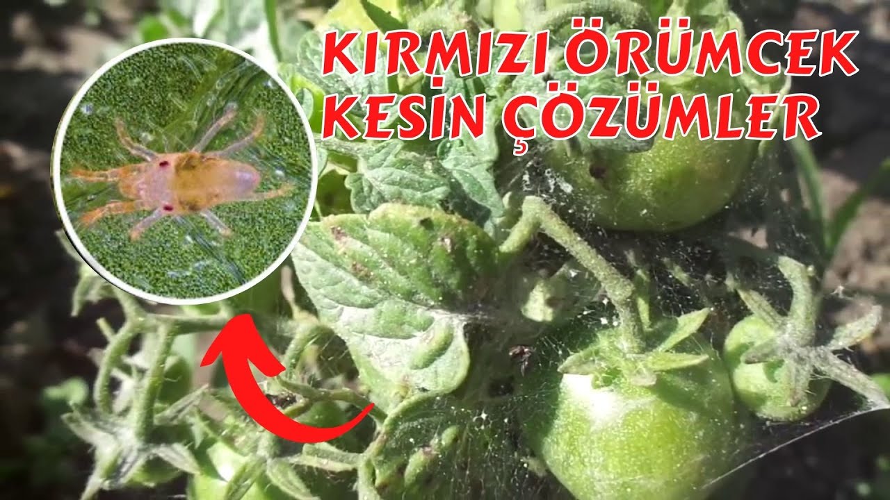 KIRMIZI ÖRÜMCEKTEN KURTULMA YÖNTEMLERİ I #domates #patlıcan #biber #salatalık #hıyar