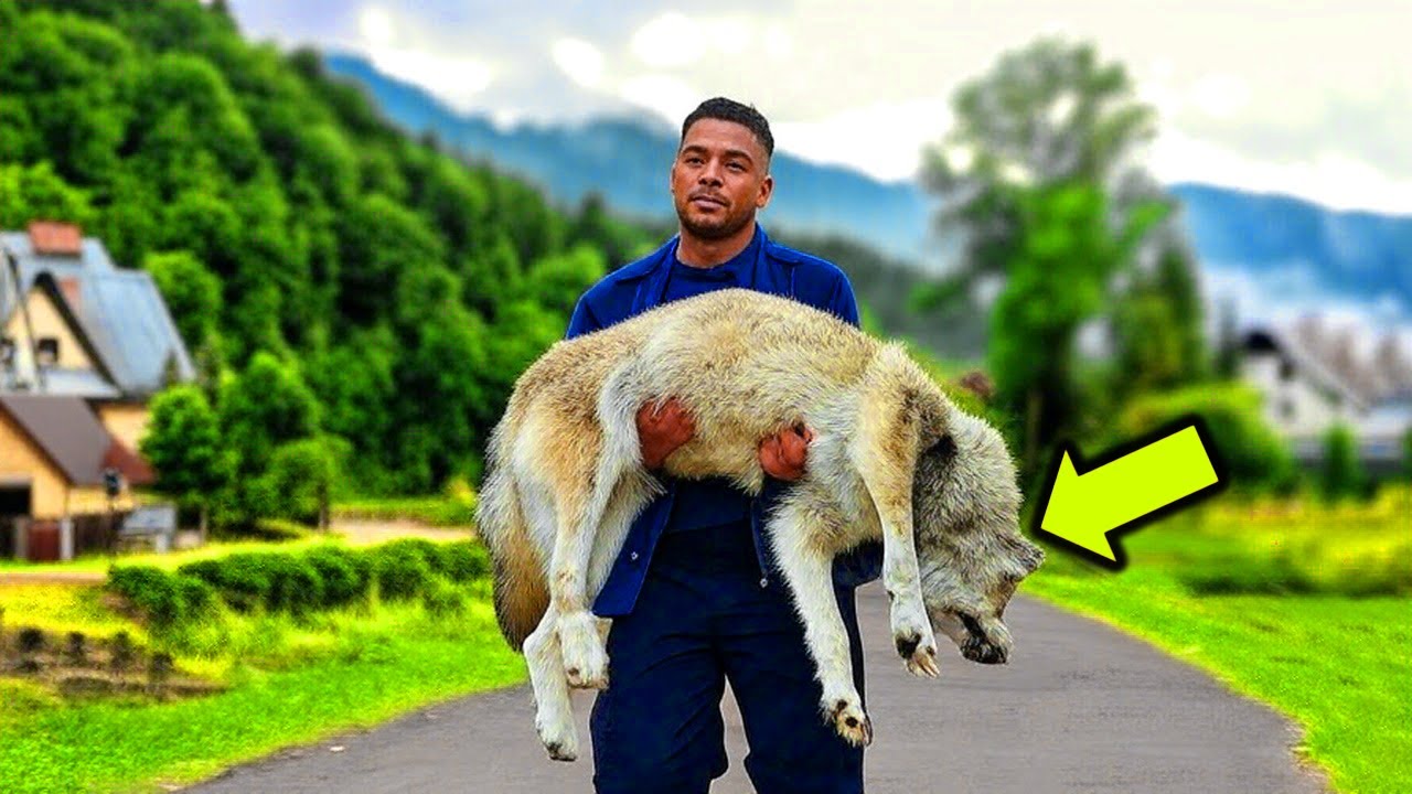 He Carried the Wolf to the Vet for Hours Later, Something Amazing ...