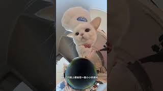 We are so smart about the nipple and we can look at the kitten s face when playing wit