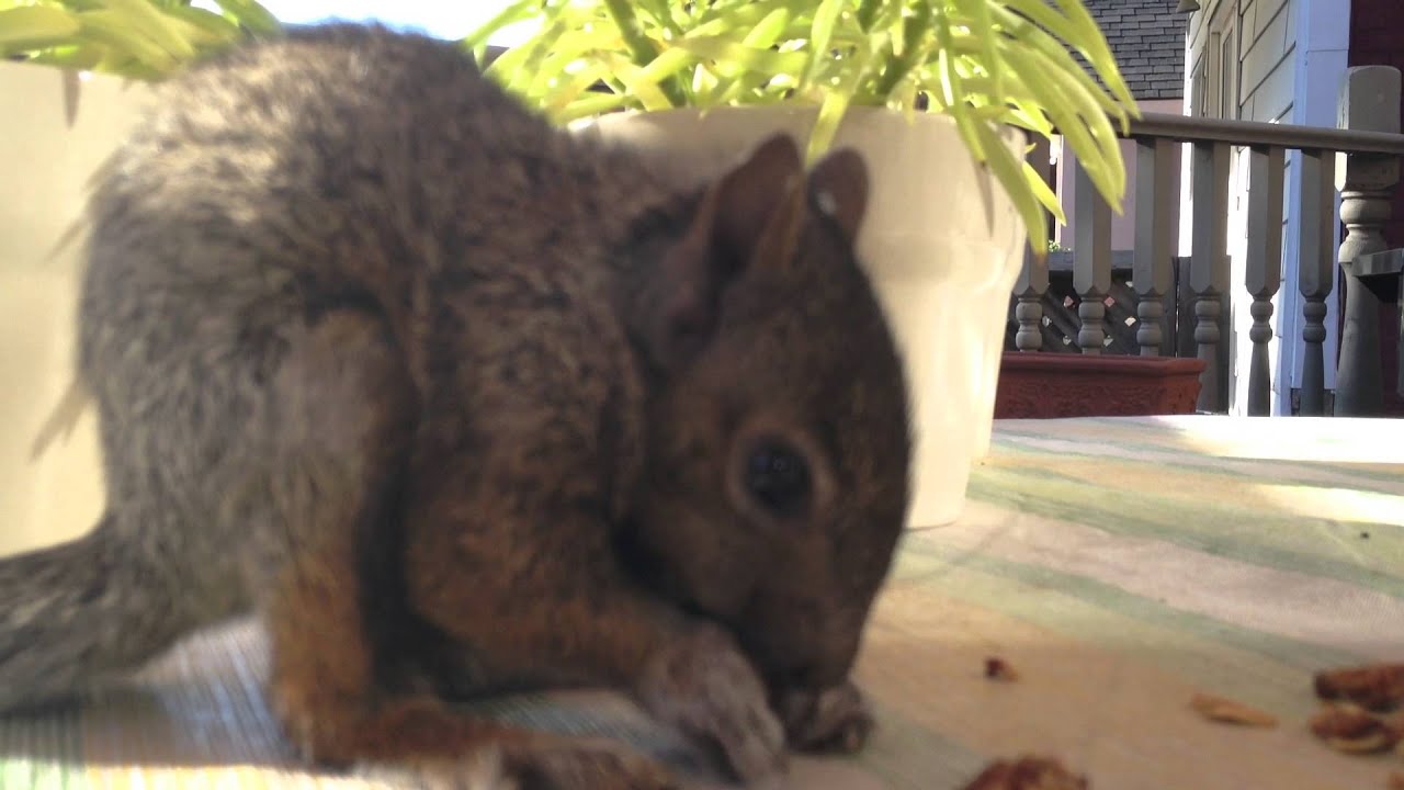 Little Petey Baby Squirrel eating Granola on my Porch YouTube