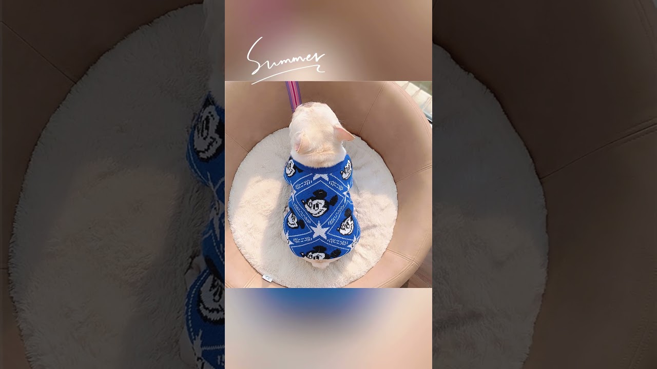 Stylish French Bulldog Fashion: Mickey Sweaters in Orange & Blue! 🐾🧡💙