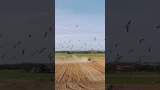 Plantam a semente, comem a semente. #natureza #plantacão #vista #landschaft #nature #birds #travel
