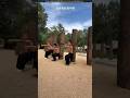 Shaolin Monk Training Shortsvideo Shaolin Monk Training Shortsvideo