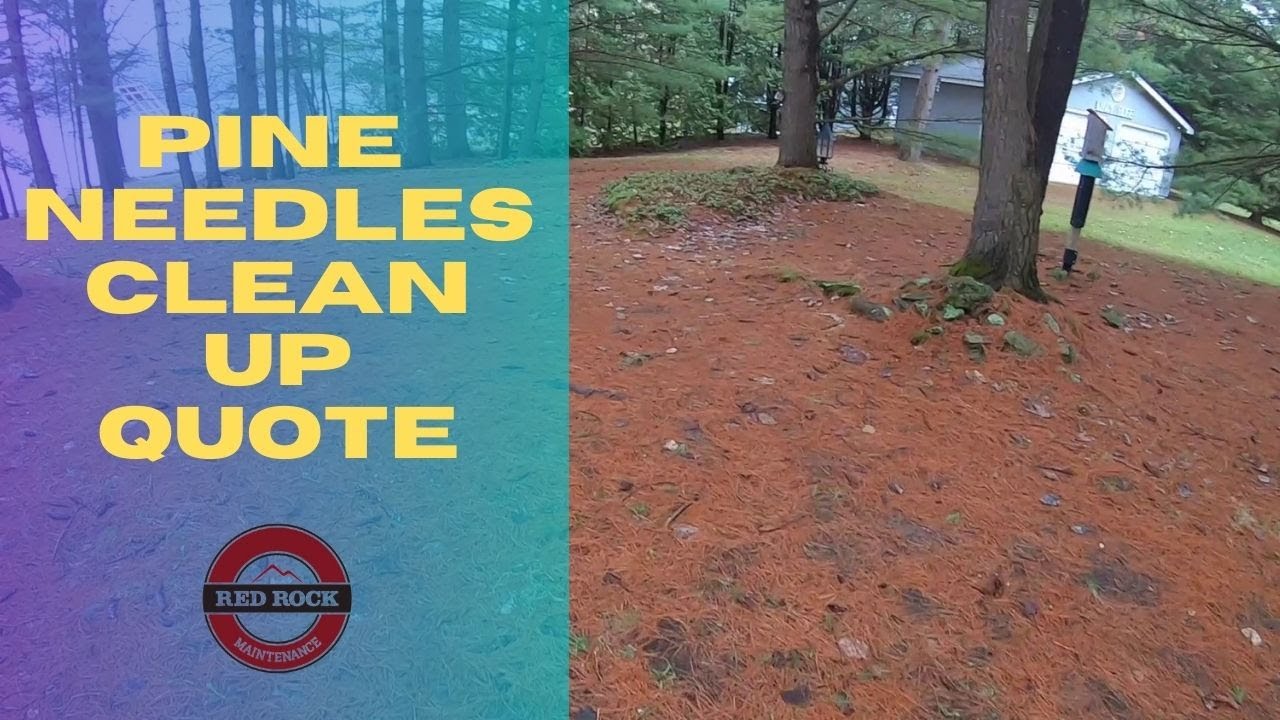 Clean up quote PINE NEEDLES