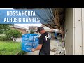 HORTA NO QUINTAL - RESULTADO DA COLHEITA