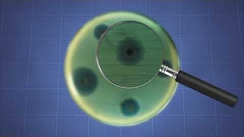 What is The Scientific Method - More Science on the Learning Videos Channel