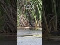#shorts African Darter with fish #wildlife #birds #nature #birdfeeding #birdvideos#birdphotography