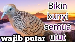Perkutut lokal gacor wajib putar bikin semua utut bunyi
