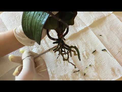 ორქიდეას ჩარგვა დახურულ სისტემაში ანი - დან ჰოე - მდე. (რეანიმაცია)