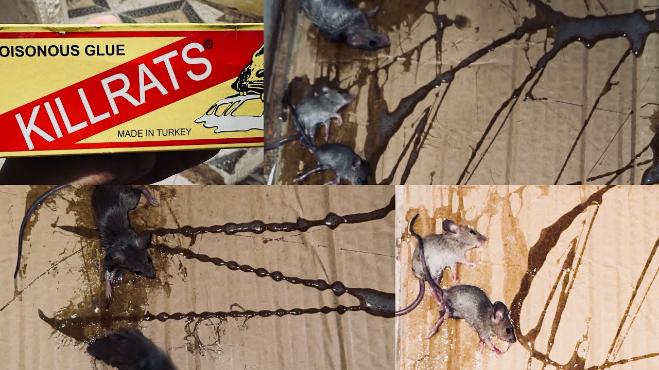 പതിനൊന്ന് എലിയെ ഒരുമിച്ച് പിടിച്ചപ്പോൾ🥵🥵🥵|kiLL RAT🫡🫡 - YouTube