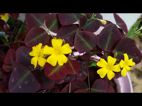 Vídeo: As Melhores Flores Ampelous Para Vasos