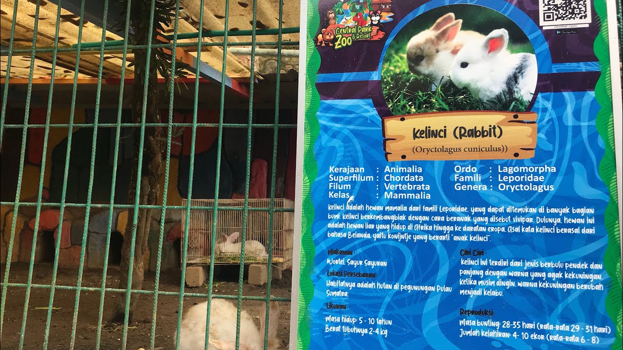 Kandang Kelinci di CPZ Medan