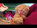 初めてのちゅーるを、可愛いく食べる子猫【短足マンチカン ひな子】