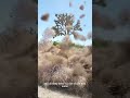 Nightmare for Americans: The Rolling Weed Balls#tumblewee #plant #fyp #foryou #knowledge