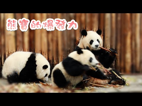 《熊貓早晚安》大熊貓寶寶展示驚人爆發力 | iPanda熊貓頻道