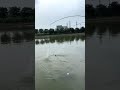 Net Fishing Grass head structure with fish #clip net #carbon fiber clip net pole