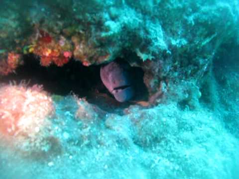 Diving chalkidiki kalogria