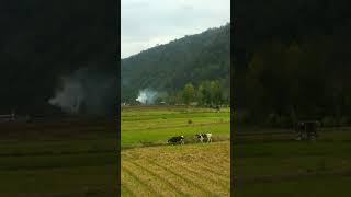 Iran ?? Mazandaran Amol City Amazing طبیعت زیبای ایران شهر آمل iran travel persian ایران شمال