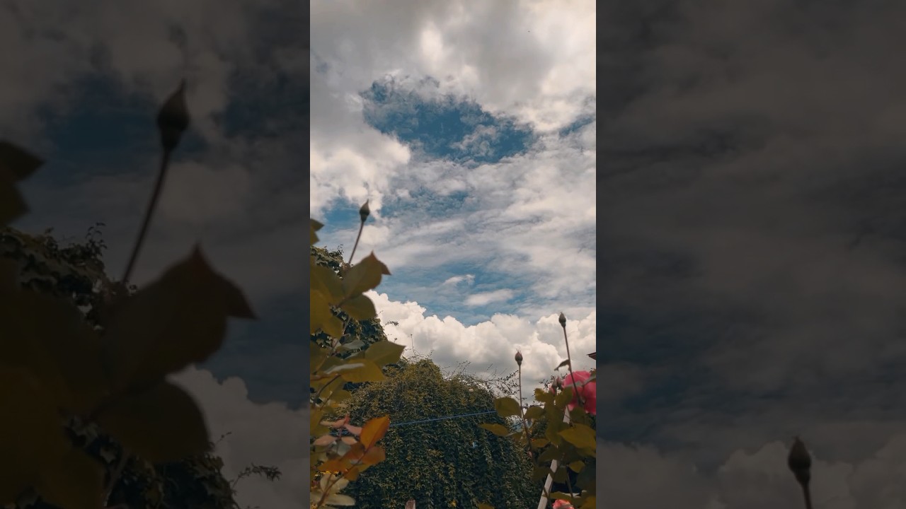 Nature's Symphony