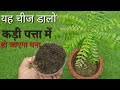 कड़ी पत्ता मीठा नीम का पौधा हो जाएगा घना यह चीज डालो (Curry leaves plant