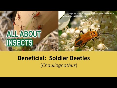 Beneficial: Soldier Beetle