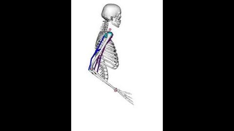 Arm movement with OpenSim