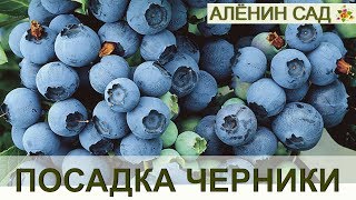 Правильная посадка ГОЛУБИКИ или ЧЕРНИКИ садовой!!! / Огород в контейнерах