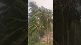 strong winds coconut trees #cocunut #trees #wind in our area