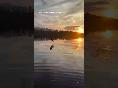 Majestic bald eagle swoops down to steal fisherman's fish #Shorts