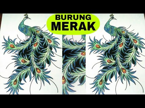 CARA MUDAH  MENGGAMBAR BURUNG  MERAK YANG  DIMODIFIKASI 