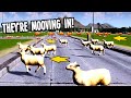 When the Teaport Trams are so Fantastic even the Sheep are Mooving in! Cities Skylines