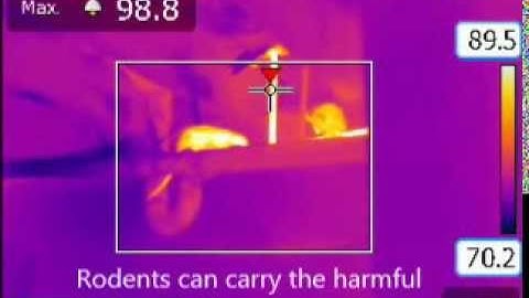 NJInfrared Pest Rodent Detection Video with Thermal Imaging