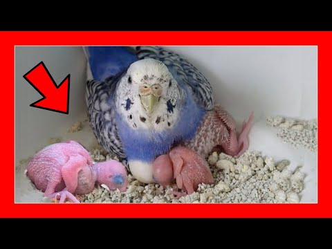 ✅ Τα parakeets ρίχνουν τα μικρά και τα αυγά από τη φωλιά; (Λύση🚀) | Αναπαραγωγή Budgerigar