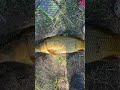 #edit #fishing #angeln #fischen #köder #groundbait