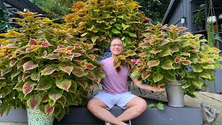 The BEST Coleus line EVER + Tips on Growing STUNNING and HUGE plants! by Ohio Tropics Houseplant Care 137,303 views 9 months ago 11 minutes, 33 seconds