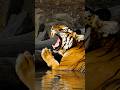 A yawn and a claim #manishbabusrinivas #nagarholenationalpark #wildkarnataka #wildlifephotography