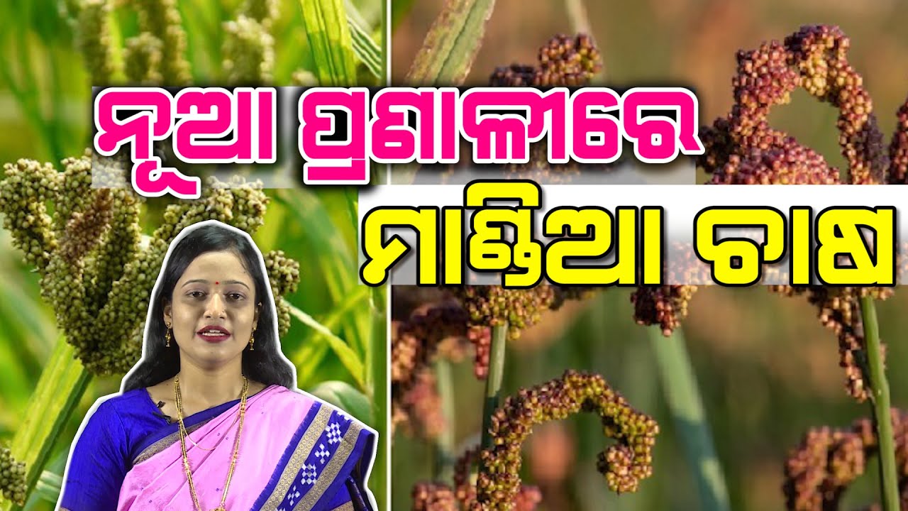 ଅଧିକ ମାଣ୍ଡିଆ ଅମଳ ପାଇଁ ନୂଆ ପଦ୍ଧତି System of Millet Intensification (SMI) for Ragi // Farming