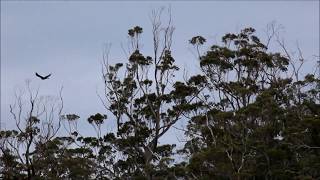 Wedge Tailed Eagles flying and call.