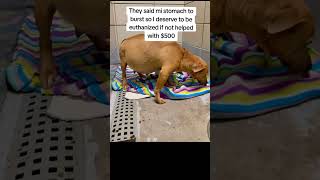 Together we can give stray animals a second chance donate now through link in bio.#cat