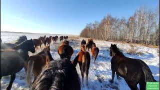 Лошади, овцы и хрюшки 🤠🐎🐐🐷