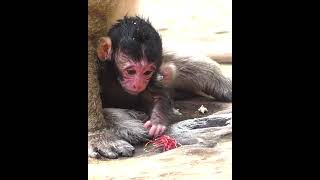 Mom & Cute Baby Monkey 11