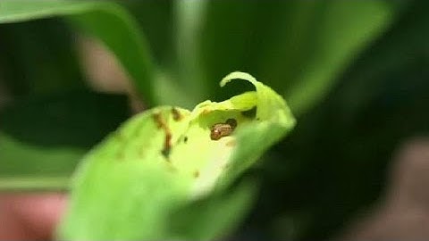 Scientists search for sustainable solutions to stop the fall armyworm