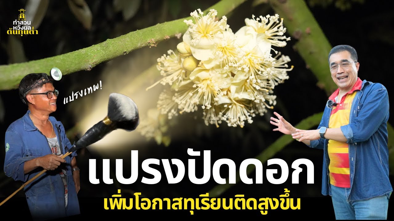 แปรงปัดดอกทุเรียน สร้างโอกาสติดผลสูงขึ้นหลายเท่า | Lean Farming