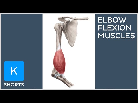 Video: Semua Tentang Elbow Flexion: Fungsi, Kecederaan, Diagnosis, Rawatan & Banyak Lagi