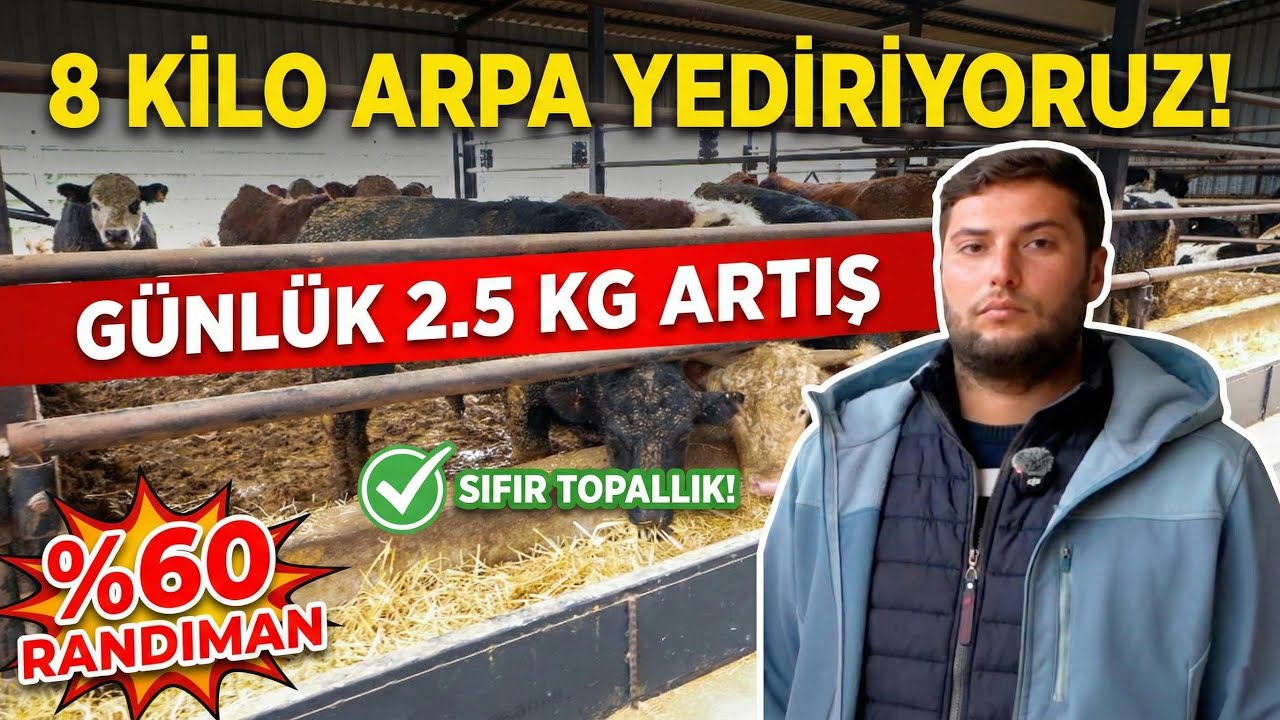 8 Kilo Arpa Yediriyoruz, Sıfır Topallık! | Günlük 2.5 KG Canlı Ağırlık Artışı